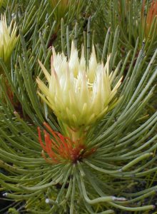 Channel-leaf Featherbush - Female - Photo: Nigel Forshaw