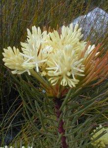 Channel-leaf Featherbush - Male - Photo: Nigel Forshaw