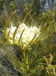Needle-leaf Featherbush - Female - Photo: Nigel Forshaw