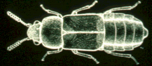 Rove Beetle