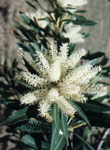 Wild Almond - Photo: NBI Collection