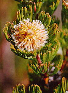 Photo: Nigel Forshaw