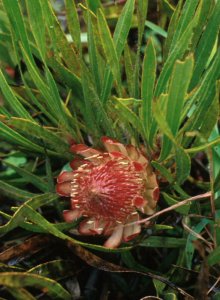 Photo: Elsabe Aucamp