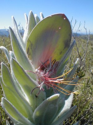 Helichrysum - Photo: Nigel Forshaw