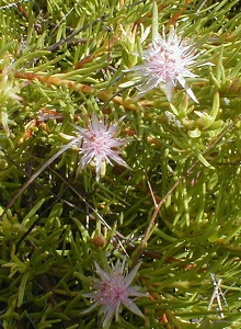 Franschhoek Silkypuff - Photo: Nigel Forshaw