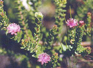 Peninsula Silkypuff - Photo: Nigel Forshaw