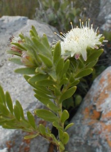 Palmiet Silkypuff - Photo: Nigel Forshaw