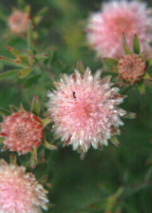 Worcester Silkypuff - Photo: Tony Rebelo