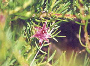 Flats Silkypuff - Photo: Nigel Forshaw