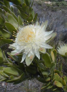 Hangklip Silkypuff - Photo: Nigel Forshaw