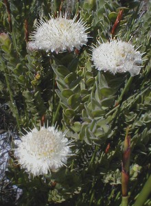 Kogelberg Silkypuff - Photo: Nigel Forshaw