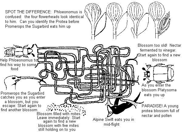 Phloeonomus is Hungry