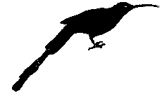 Malachite Sunbird - Nectarinia famosa