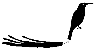 Cape Sugarbird - Promerops cafer