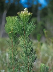 Sweet Needlebush - Photo: David Osborne