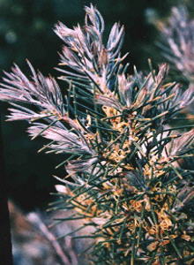 Rock Needlebush - Photo: Tony Rebelo