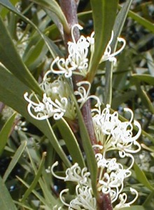 Hakea salicifolia - Photo: Nigel Forshaw