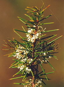 Silky Needlebush - Photo: Nigel Forshaw