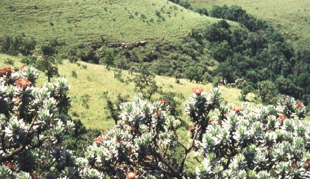 Grassland Habitat - Photo: Barry Busby