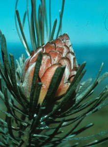 Linear-leaf Conebush - Photo: NBI Collection