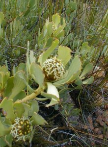 Red-edged Conebush - Photo: Nigel Forshaw