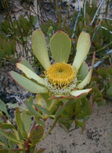 Red-edged Conebush - Photo: Nigel Forshaw