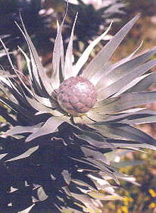 Silver Tree - Photo: Nigel Forshaw