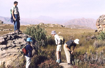 Gideons Kop Conebush - Photo: Wendy Paisley