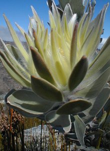 Gideonskop Conebush - Photo: Nigel Forshaw