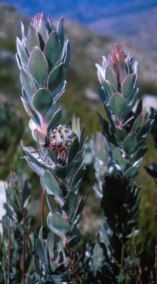 Gideonskop Conebush - Photo: David Osborne
