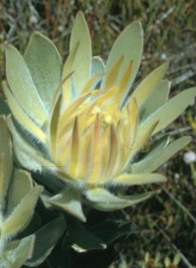 Gideonskop Conebush - Photo: NBI Collection