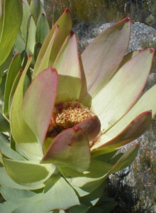 Riviersonderend Conebush - Photo: Nigel Forshaw