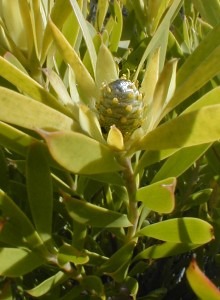 Dune Conebush - Photo: Nigel Forshaw
