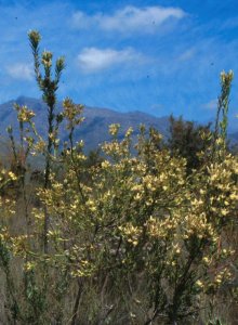 Witsenberg Conebush - Photo: NBI Collection