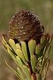 Ridgecone Conebush - Photo: David Osborne