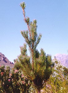 Villiersdorp Ridgecone Conebush - Photo: Nigel Forshaw