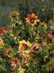 Droopy Conebush - Photo: NBI Collection