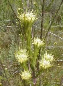 Swartveld Conebush - Photo: Nigel Forshaw
