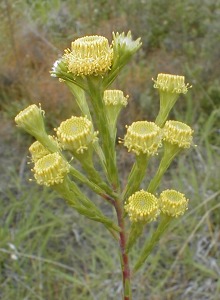 Swartveld Conebush - Photo: Nigel Forshaw