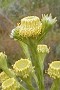Swartveld Conebush - Photo: Nigel Forshaw