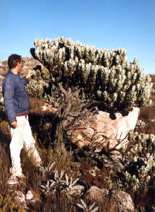 Leucadendron crassulifolium - Photo: Nigel Forshaw