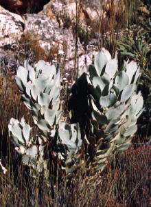 Leucadendron crassulifolium - Photo: Nigel Forshaw