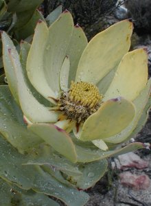 Red-edged Conebush - Photo: Nigel Forshaw