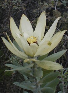 Du Toit's Kloof Conebush - Photo: Nigel Forshaw