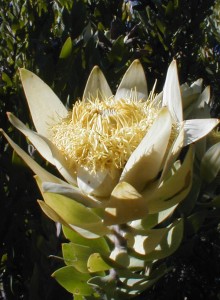 Du Toit's Kloof Conebush - Photo: Nigel Forshaw