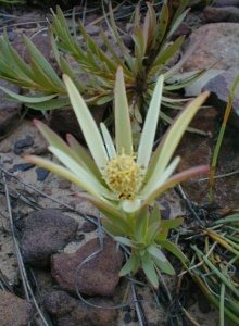 Visgat Conebush - Photo: Nigel Forshaw