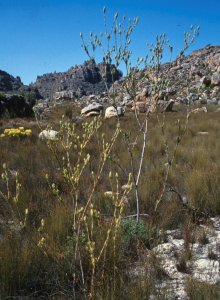 Visgat Conebush - Photo: NBI Collection