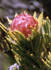 Summit Conebush - Photo: David Osborne