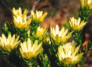 Elim Conebush - Photo: Nigel Forshaw