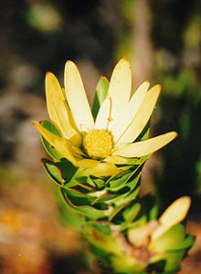 Elim Conebush - Photo: Nigel Forshaw